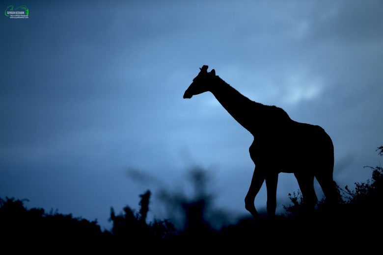 Africa’s Vanishing Giants | Ameliya Safaris