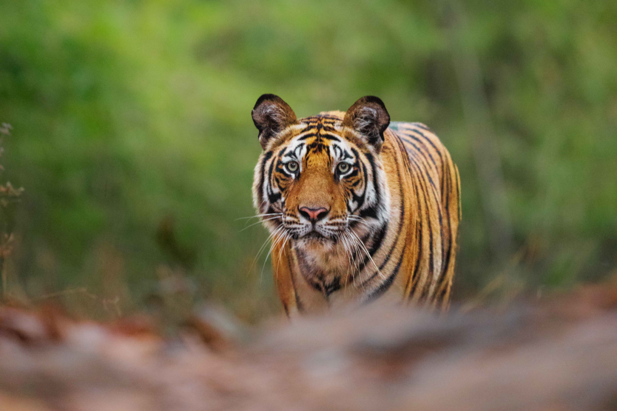 Indian Tiger | Ameliya Safaris
