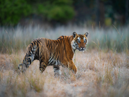 Indian Tiger | Ameliya Safaris