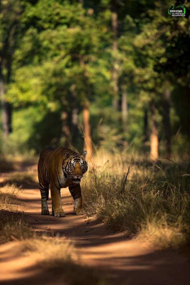 Tiger | Ameliya Safaris