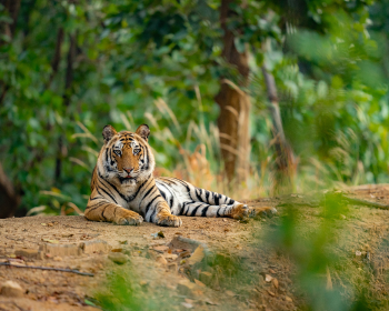 Bandhavgarh | Ameliya Safaris