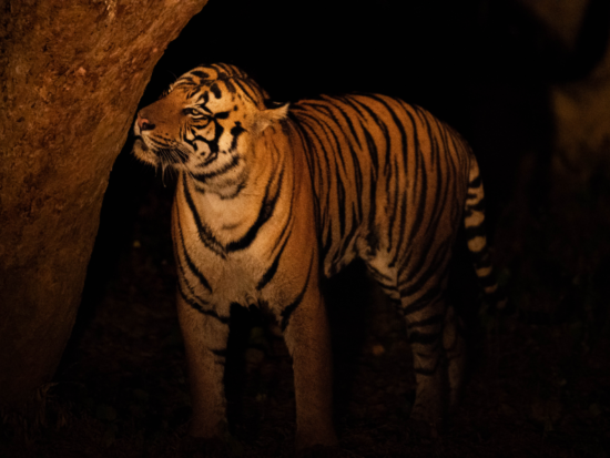 Night Safaris | Ameliya Safaris