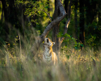 Panna | Ameliya Safaris