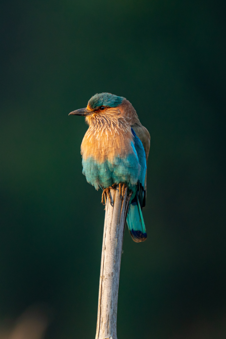 Indian Roller | Ameliya Safaris