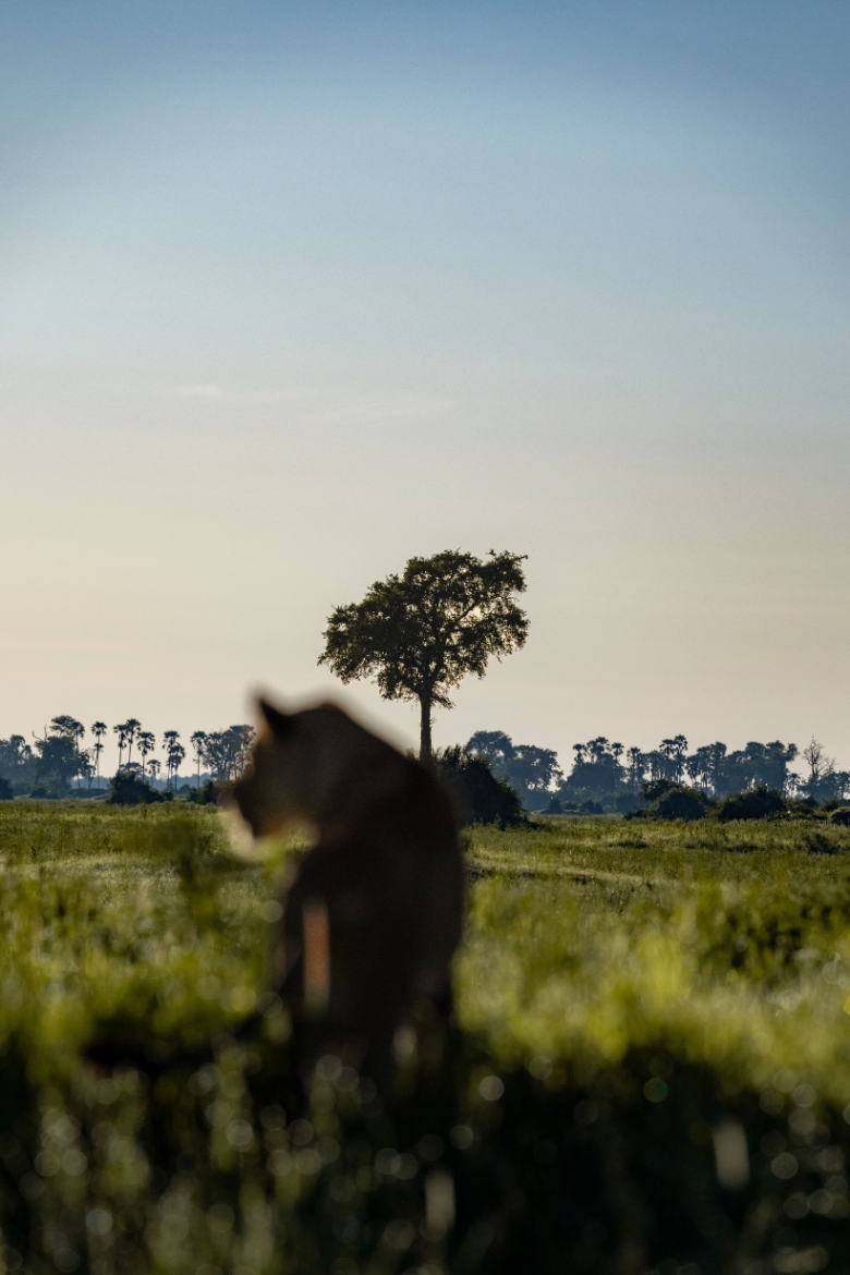 African Wildlife | Ameliya Safaris