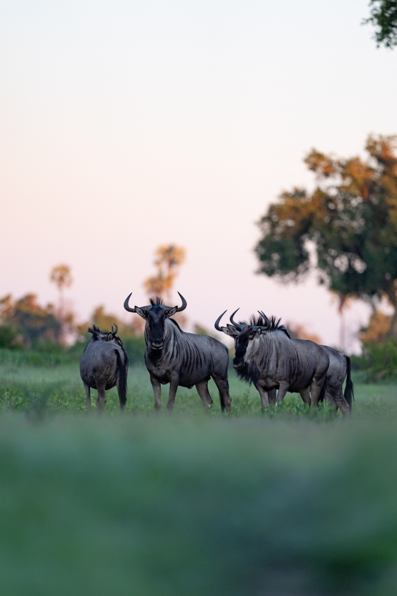 Wildebeest | Ameliya Safaris