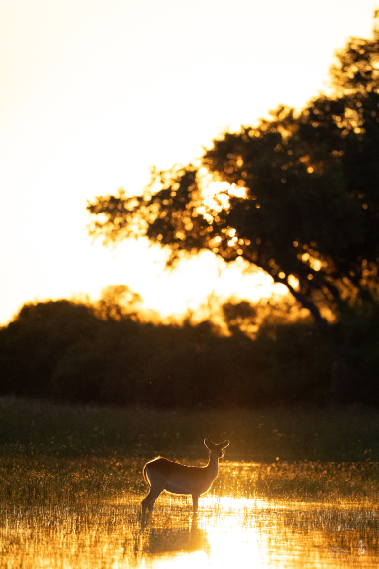 African Wildlife | Ameliya Safaris