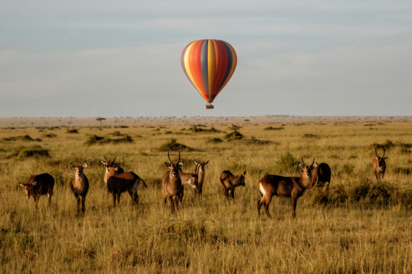 Balloon safaris in africa