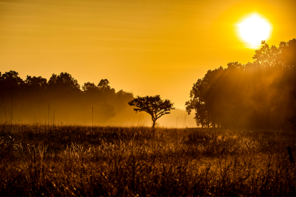 Central India Landscape | Ameliya Safaris | Tigers and Taj Mahal