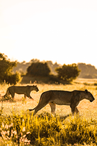 Luxury Safari botswana