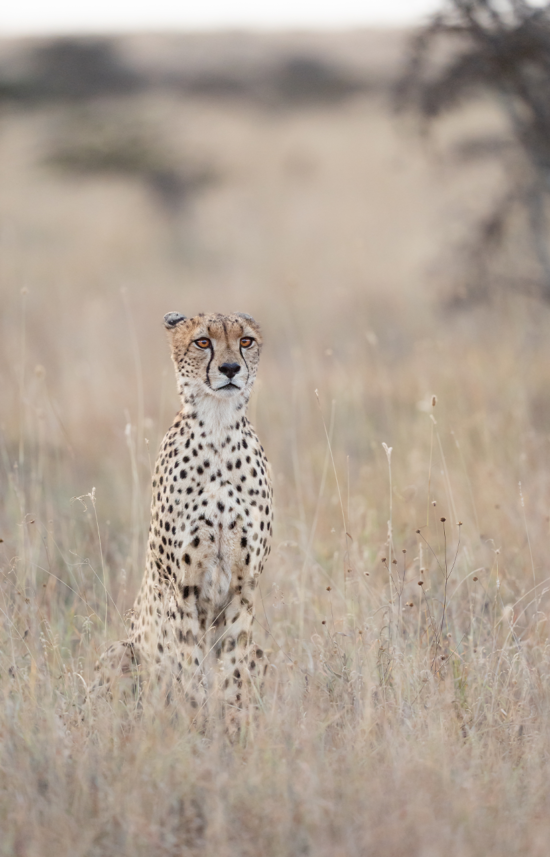 Cheetah in Savannah