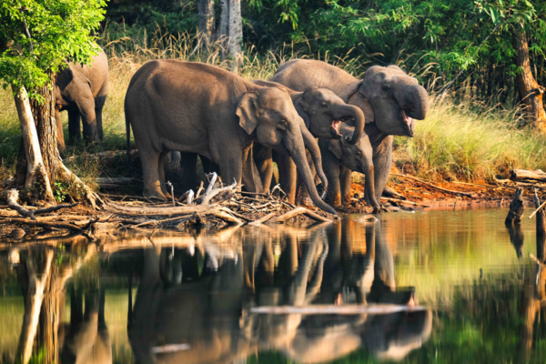 Elephants | Ameliya Safaris