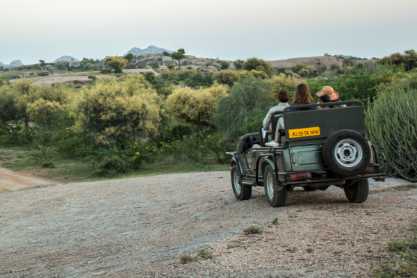 Jawai Safaris | Ameliya Safaris