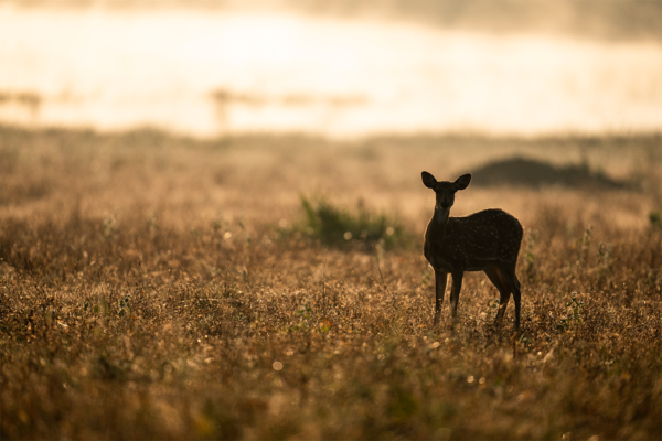 Kanha Landscape | Ameliya Safaris