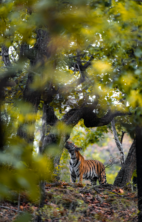 Tiger | Ameliya Safaris