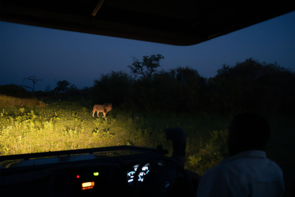 Lion | Ameliya Safari