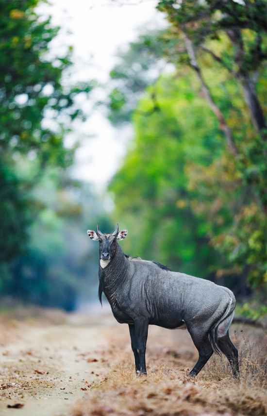 luxury safari india at panna