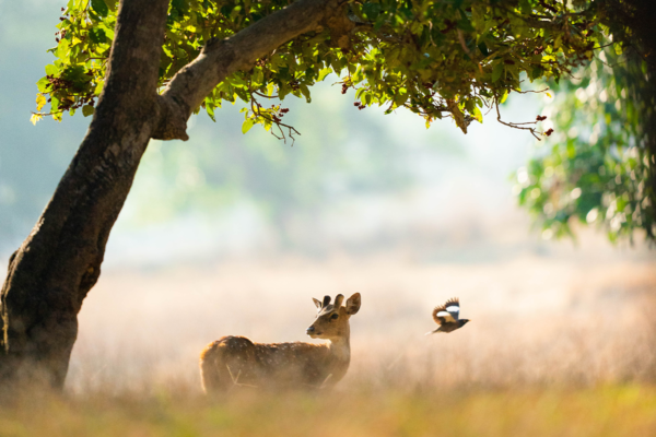 Deer | Ameliya Safaris
