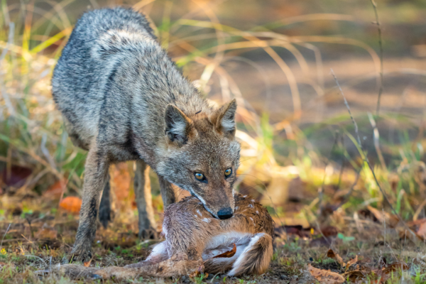 Jackal | Ameliya Safaris