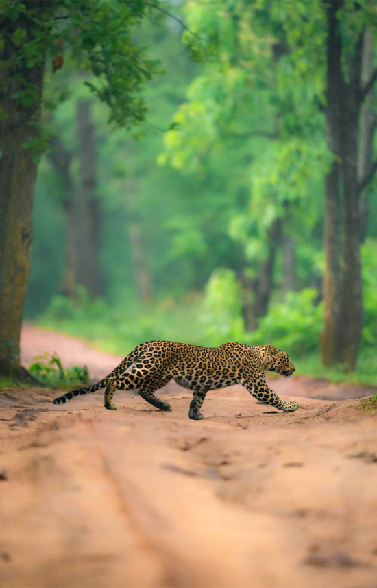 Leopard | Ameliya Safaris