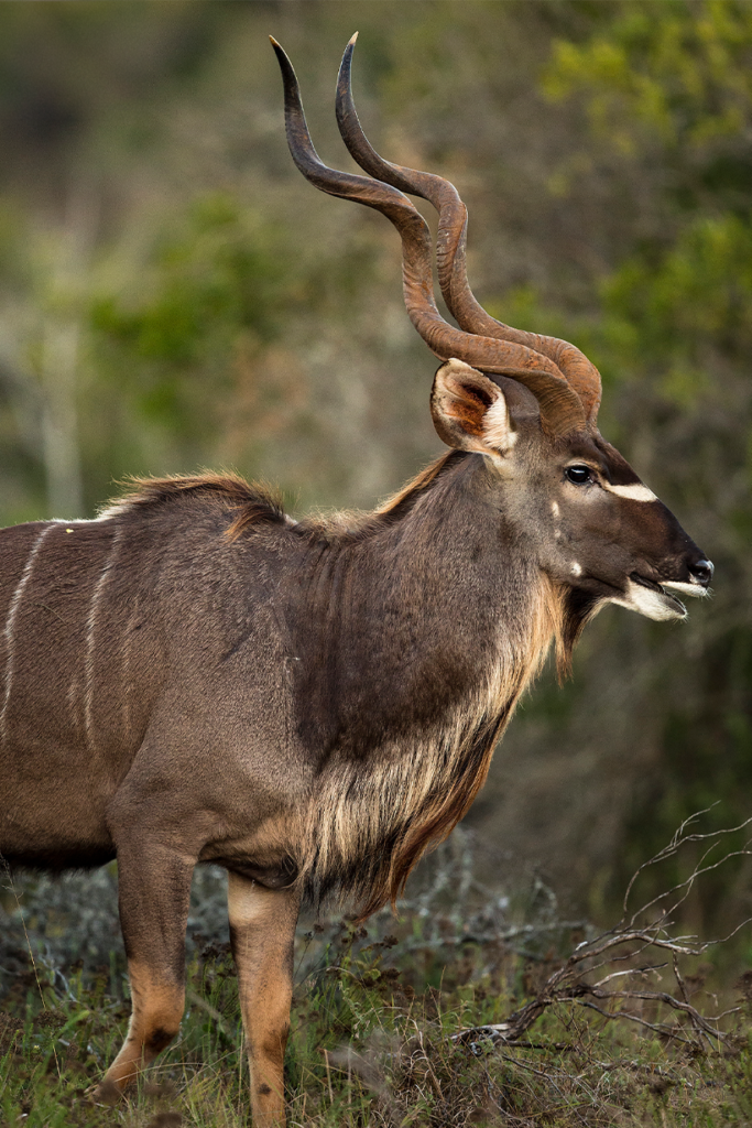 African Kudu