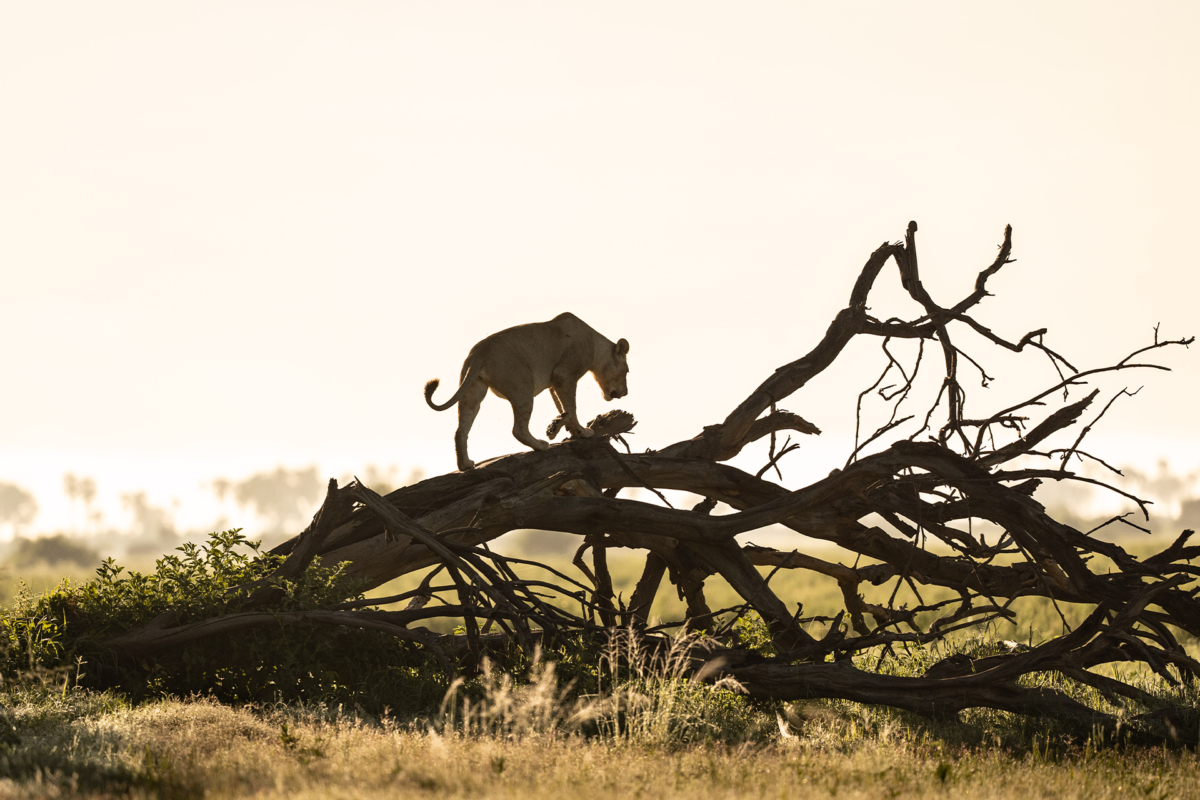 African luxury safari