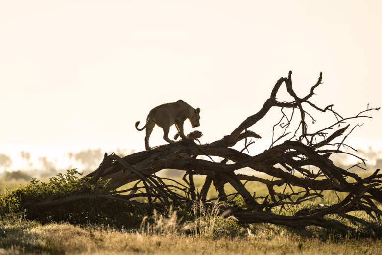 African luxury safari