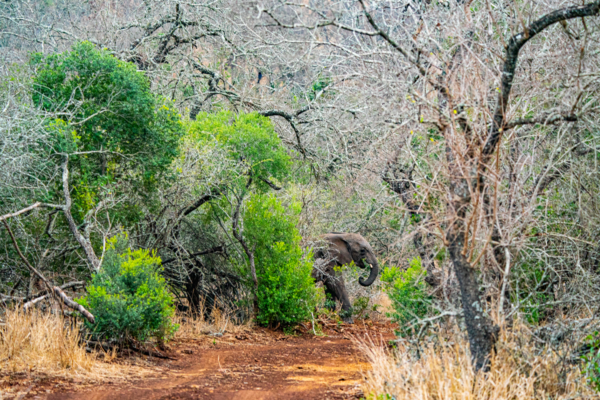 Elephant | Ameliya Safaris