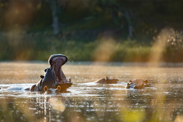 Hippopotamus In Water | Ameliya Safaris