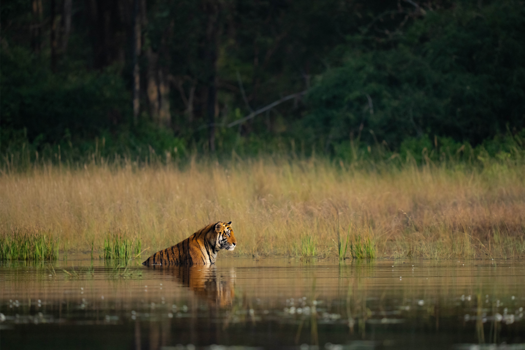 Privately guided tiger safaris