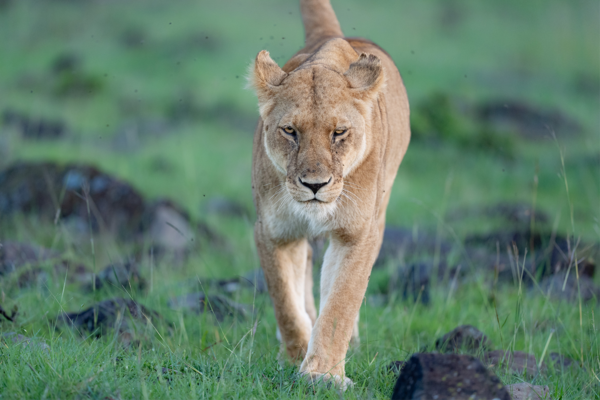 The best places to see wild lions