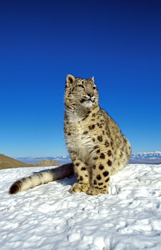 Snow leopards | Safari in India