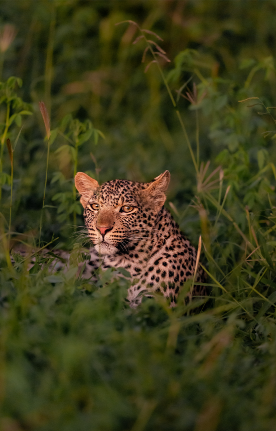 African Leopard | Ameliya Safaris