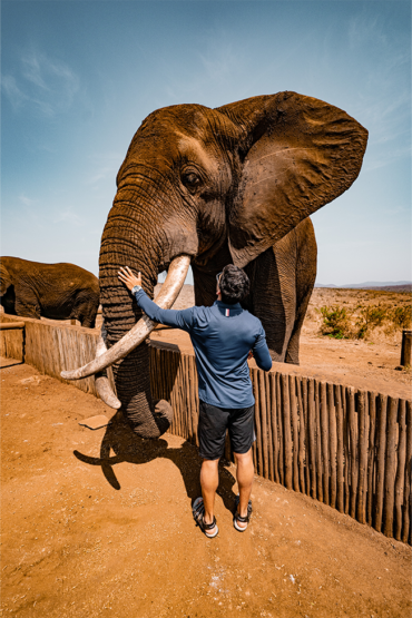 Responsible Safari | Animal Conservation | Ameliya Safaris