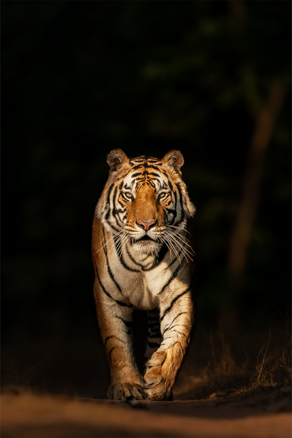 Our story : eye contact with a tiger | best places to see tigers in india