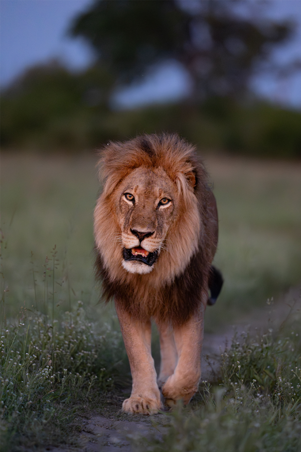 Eye contact with a lion | Our story | Ameliya Safaris