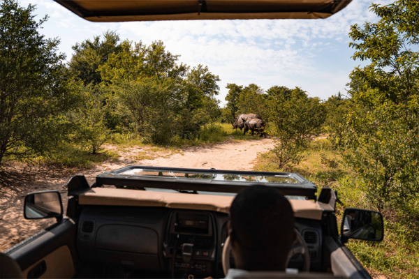 African Safari | Ameliya Safaris