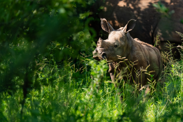 best safaris in africa