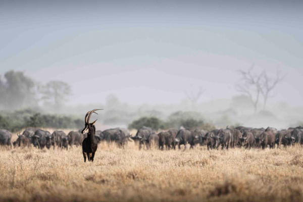 Wildlife In Mababe | Ameliya Safaris