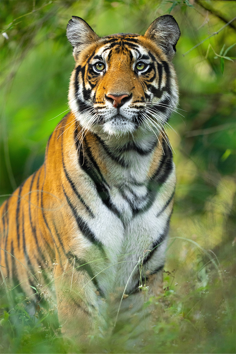 Wildlife destination - India | Tiger | Ameliya Safaris