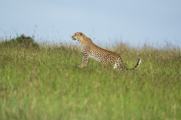 Leopard in grassland