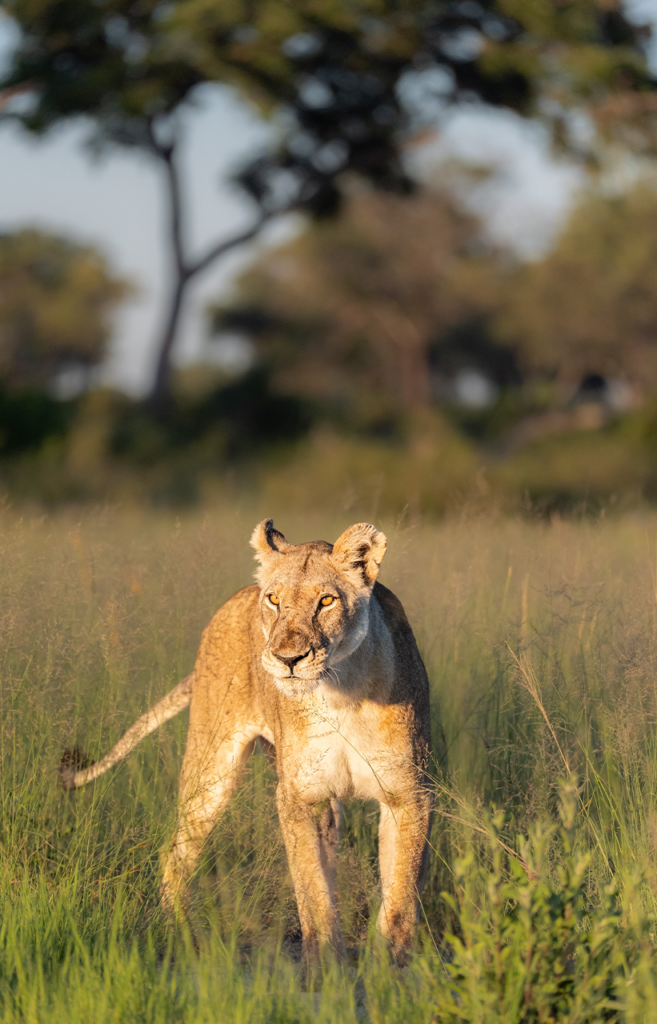Lioness In Grassland | Ameliya Safari