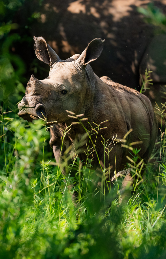 rhino safari in kenya