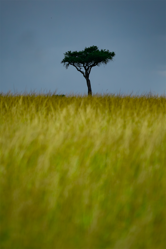 safari experience- tanzania landsacpe