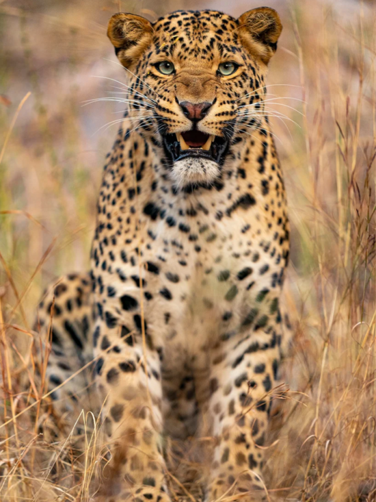 Leopard | Ameliya Safaris