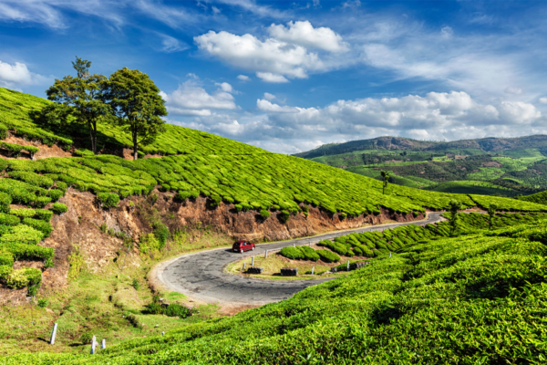 Tea Gardening Scenic View | Ameliya safaris