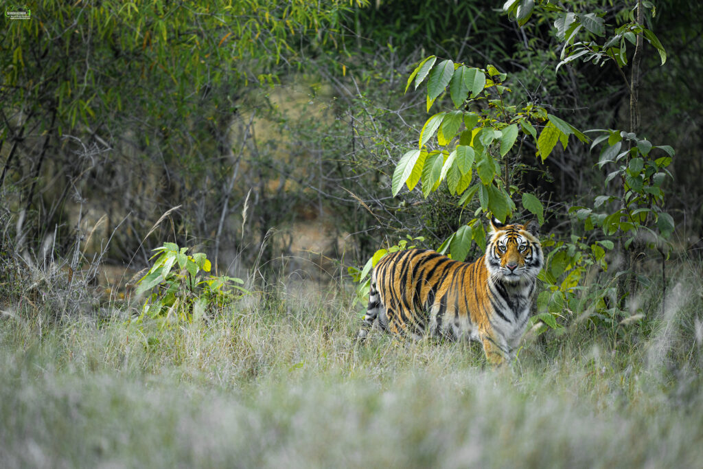 Tiger in Grassland | Ameliya Safaris