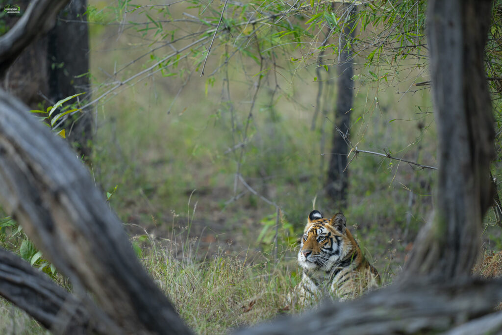 Tiger | Ameliya Safaris