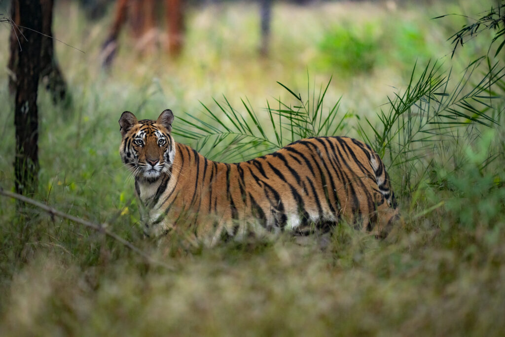 Jungle private safari in india