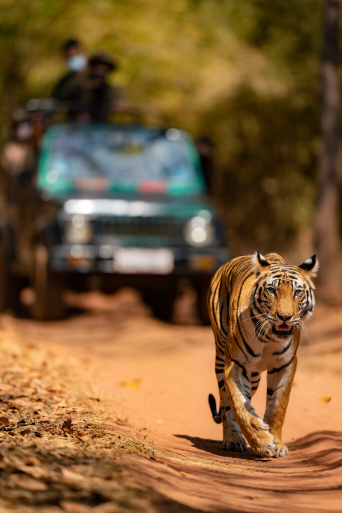 Tiger | Ameliya Safaris